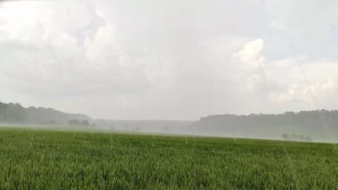 Green spring wheat field landscape in pouring rain Stock Footage 252929168