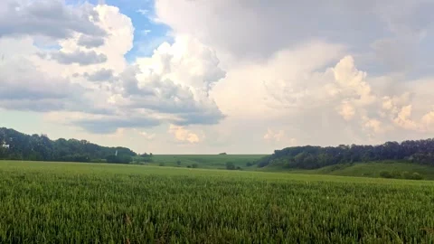 Green spring wheat field landscape in pouring rain Stock Footage 252930526