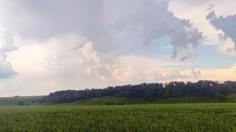 Green spring wheat field landscape in pouring rain Stock Footage 252930635
