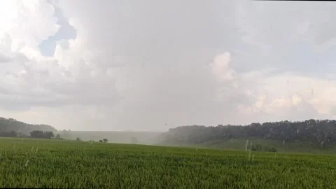Green spring wheat field in pouring rain Stock Footage 252929148