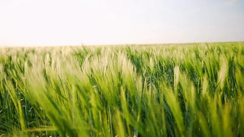 Green spring wheat spikelets, a feeling of freedom and space, ecological, natura Stock Footage 119238984