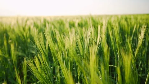Green spring wheat spikelets, feeling of freedom and space, ecological, natural Stock Footage 119239061