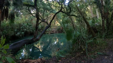 Green springs Stock Footage 144508183