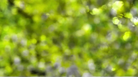 Green springtime bokeh lights 動画素材 273059084