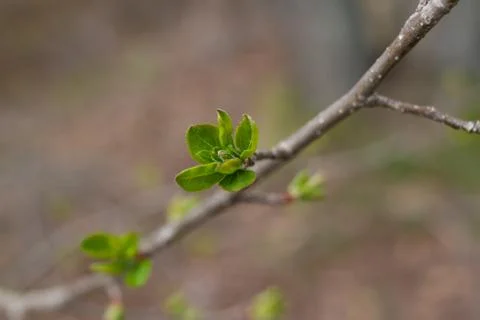 Green springtime bud on tree 스톡 사진
