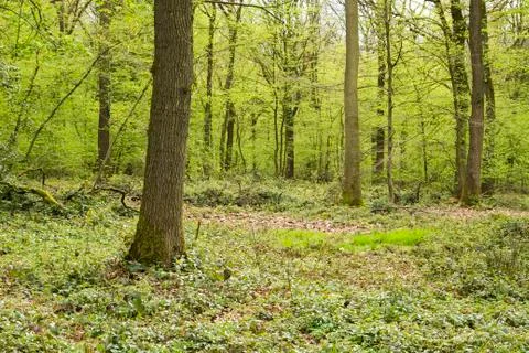 Green springtime forest Stock Photos