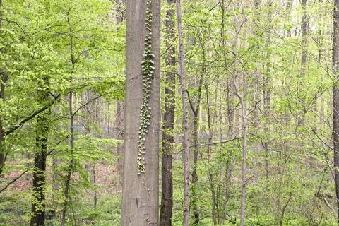 Green springtime forest Stock Photos
