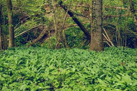 Green springtime forest with wild bear's garlic Foto stock