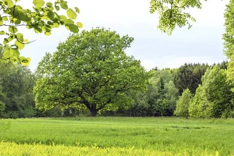 Green springtime landscape Foto stock