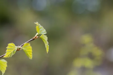 Green springtime leaves Stock Photos
