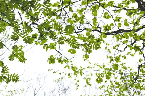 Green springtime leaves Stock Photos