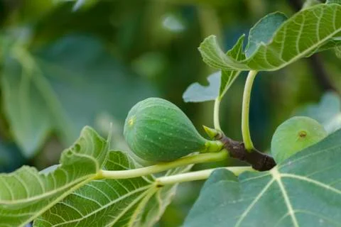 Green springtime raw fig fruit branch with leaves on blurred background. Macr Stock Photos