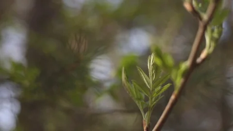 Green sprout and pine branch. 動画素材 75751956
