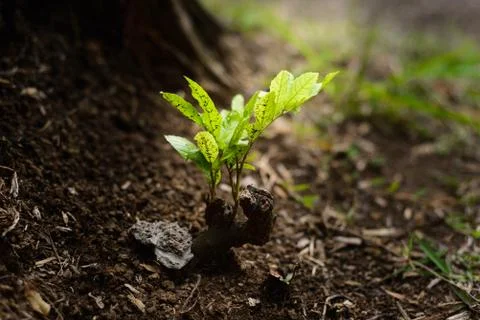 Green sprout backlighted Stock Photos