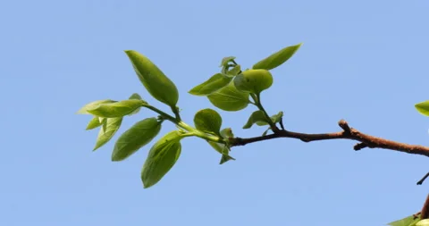 Green sprout on a branch 库存影片 162630173