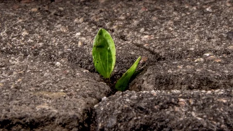 A green sprout breaks through the cracking asphalt, the life force of nature, Stock Footage 129912333