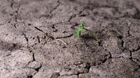 Green sprout dries under the sun Stock Footage 148325332