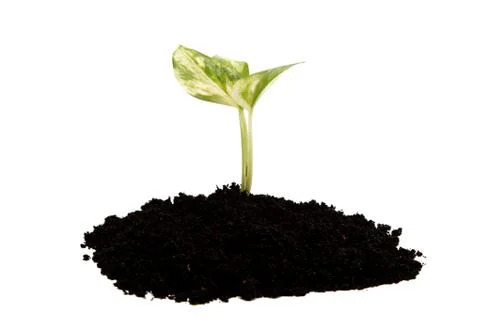 Green sprout from the earth on a white background. Stock Photos