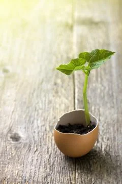 Green sprout in  egg-shell on the old wooden background Stock Photos