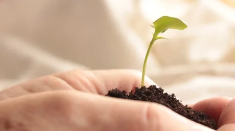 Green sprout Stock Footage 48226294