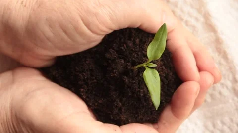 Green sprout Stock Footage 48226459