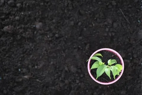 Green sprout on the ground. Spring concept. Seedlings in ground. Updating nat Stock Photos
