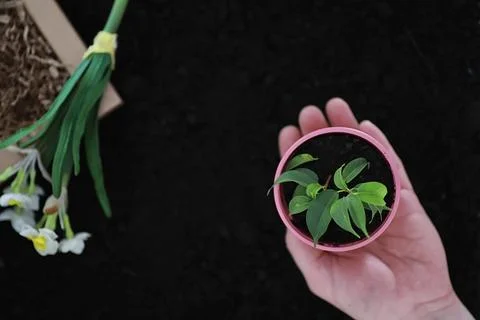 Green sprout on the ground. Spring concept. Seedlings in ground. Updating nat Stock Photos
