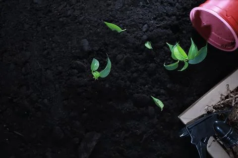 Green sprout on the ground. Spring concept. Seedlings in ground. Updating nat Stock Photos