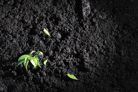 Green sprout on the ground. Spring concept. Seedlings in ground. Updating nat Stock Photos