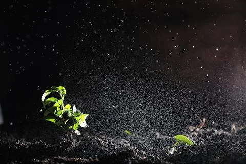 Green sprout on the ground. Spring concept. Seedlings in ground. Updating nat Stock Photos