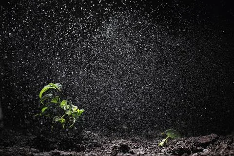 Green sprout on the ground. Spring concept. Seedlings in ground. Updating nat Stock Photos