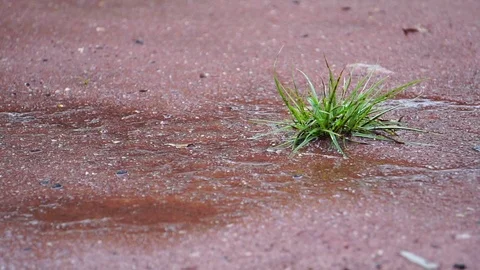 Green sprout growing on ground in raining day  Stock Footage 115396007