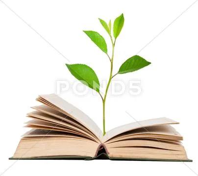 Green sprout growing from open book Stock Photos