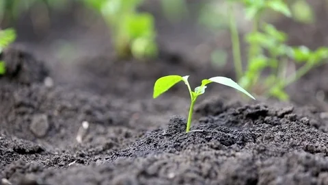 Green sprout growing out from soil Video stock 76497376