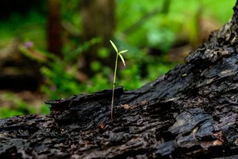 Green sprout growing Stock Photos