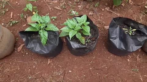 Green sprout growing in the soil in the polybag planter bag Stock Footage 313830397