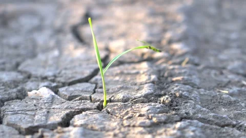 Green Sprout Growing Through Cracked Dry Soil During Drought Stock Footage 346994070