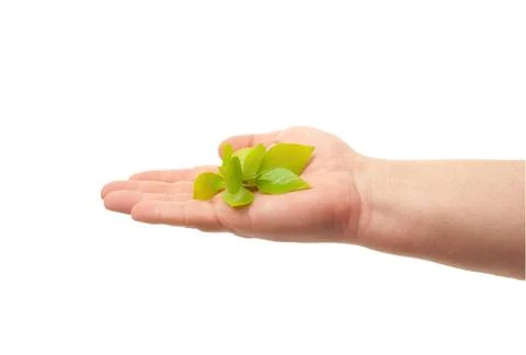 Green sprout in hand Stock Photos