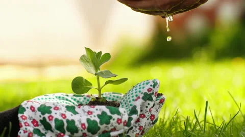 Green sprout in hands Stock Footage 130742327