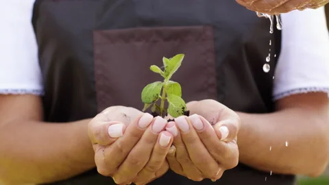 Green sprout in hands Stock Footage 130742888