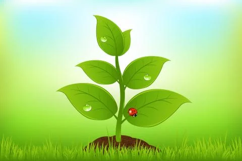 Green sprout Stock Illustration