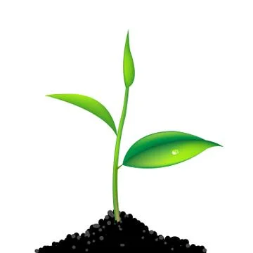Green sprout Stock Illustration