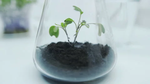 Green sprout in the laboratory. Stock Footage 148726102