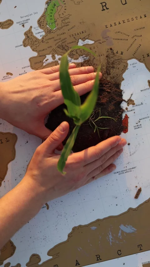 Green sprout marks the return of healthy nature Stock-Footage 337941525