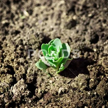 Green sprout Stock Photos