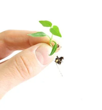 Green sprout Stock Photos