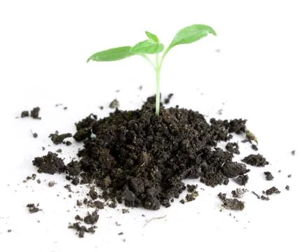 Green sprout Stock Photos