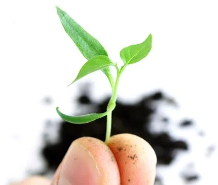 Green sprout Stock Photos