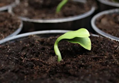 Green sprout Stock Photos