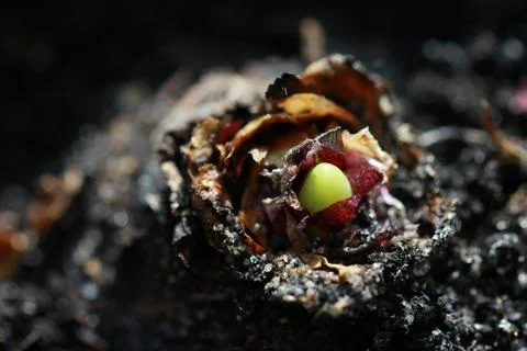 Green sprout Stock-Fotos